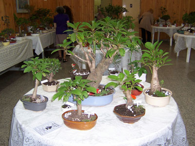 Bonsai